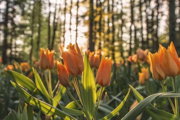 Mastering the HEX Color Picker From Any Image